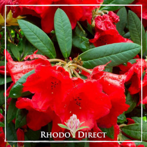 Products: Rhododendron Thor - RhodoDirect: Rhododendrons Online
