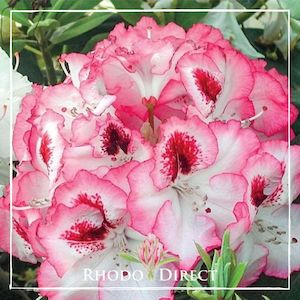 Rhododendron Cherry Cheesecake