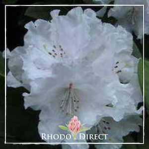 Products: Rhododendron Yak Helene Schiffner - RhodoDirect: Rhododendrons Online