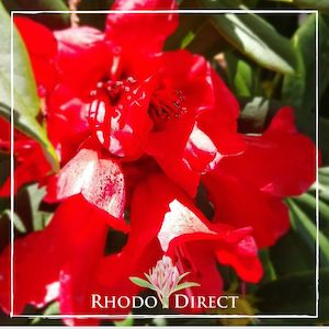 Products: Rhododendron Fireman Jeff - RhodoDirect: Rhododendrons Online