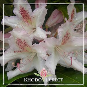 Rhododendron Kings Buff - RhodoDirect: Rhododendrons Online