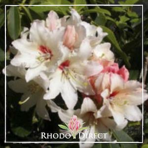 Products: Rhododendron Starbright Sateurnes - RhodoDirect: Rhododendrons Online