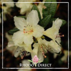 Products: Rhododendron Cream Crest