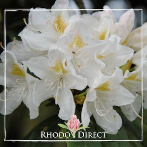 Products: Rhododendron Cunninghams White