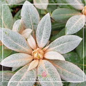 Rhododendron Gretsel - RhodoDirect: Rhododendrons Online