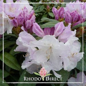Products: Rhododendron Sleepy - RhodoDirect: Rhododendrons Online