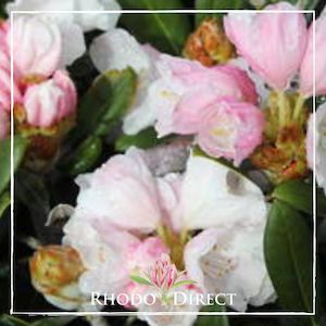 Rhododendron Yak Preyii - RhodoDirect: Rhododendrons Online