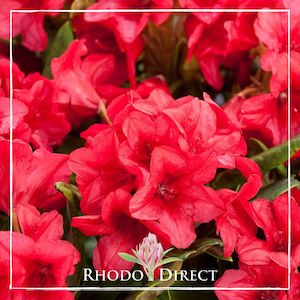 Rhododendron Dopey