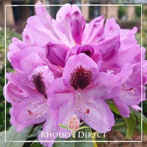 Products: Rhododendron Bud Flanagan