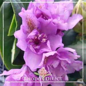 Rhododendron Fastuosum Flore Pleno - RhodoDirect: Rhododendrons Online