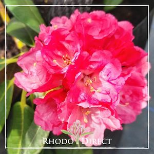 Rhododendron Helen Deehr - RhodoDirect: Rhododendrons Online