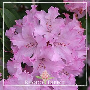 Rhododendron Edith Boulter