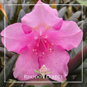 Rhododendron Kalinka - RhodoDirect: Rhododendrons Online