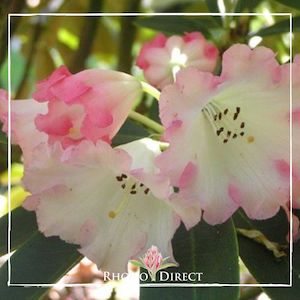 Products: Rhododendron Irene Bain - RhodoDirect: Rhododendrons Online