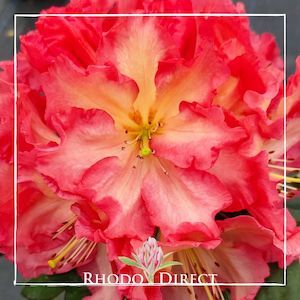 Products: Rhododendron Naselle - RhodoDirect: Rhododendrons Online
