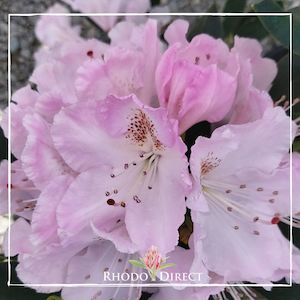 Products: Rhododendron Mrs Charles Pearson - RhodoDirect: Rhododendrons Online