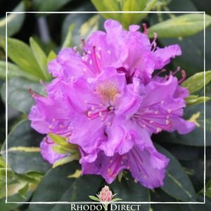 Products: Rhododendron Gold Flimmer - RhodoDirect: Rhododendrons Online