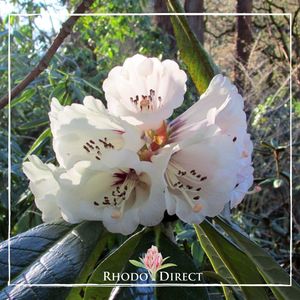 Products: Rhododendron Grande - RhodoDirect: Rhododendrons Online