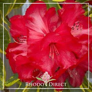 Products: Rhododendron Cornubia Variegated