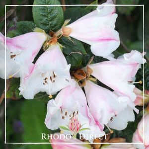 Products: Rhododendron Princess Alice - RhodoDirect: Rhododendrons Online