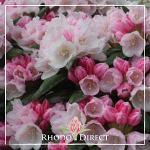 Rhododendron Yak FCC - RhodoDirect: Rhododendrons Online