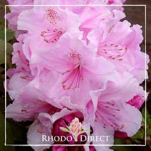 Products: Rhododendron Pink Pearl - RhodoDirect: Rhododendrons Online