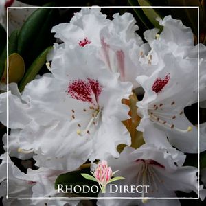 Products: Rhododendron Tiana - RhodoDirect: Rhododendrons Online