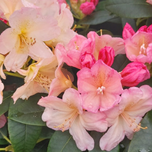 Rhododendron Percy Wiseman - RhodoDirect: Rhododendrons Online