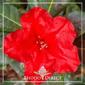 Products: Rhododendron Baden Baden