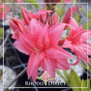 Products: Azalea Homebush - RhodoDirect: Rhododendrons Online