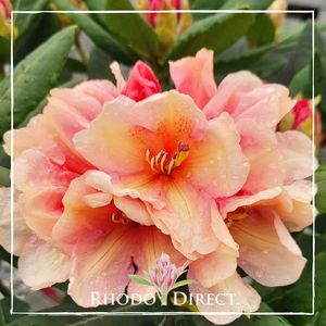 Products: Rhododendron Ostbo Low Yellow - RhodoDirect: Rhododendrons Online
