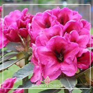 Products: Rhododendron Midnight - RhodoDirect: Rhododendrons Online