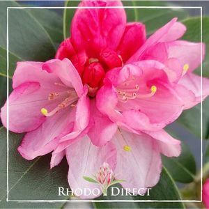 Products: Rhododendron Dear One