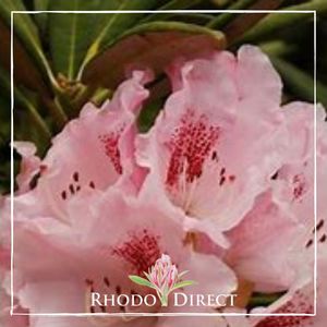 Products: Rhododendron Barmsted