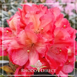 Products: Rhododendron Dads Indian Summer