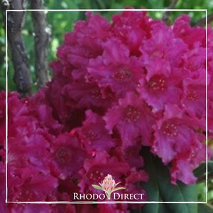 Products: Rhododendron Most Admired - RhodoDirect: Rhododendrons Online