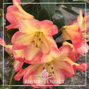 Products: Rhododendron Ring of Fire - RhodoDirect: Rhododendrons Online