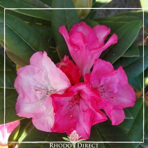Products: Rhododendron Forever Young - RhodoDirect: Rhododendrons Online