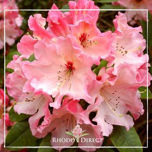 Products: Rhododendron Lem's Cameo - RhodoDirect: Rhododendrons Online