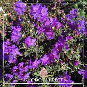 Products: Rhododendron Glenfalloch Blue - RhodoDirect: Rhododendrons Online