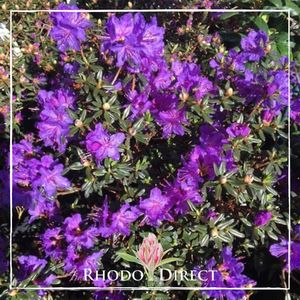Products: Rhododendron Glenfalloch Blue - RhodoDirect: Rhododendrons Online