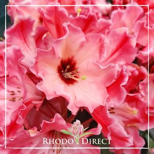 Products: Rhododendron Willets - RhodoDirect: Rhododendrons Online