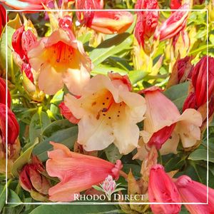 Products: Rhododendron Jingle Bells - RhodoDirect: Rhododendrons Online