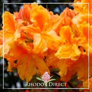 Products: Azalea Yellow Beauty - RhodoDirect: Rhododendrons Online