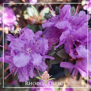 Products: Rhododendron Purple Gem - RhodoDirect: Rhododendrons Online