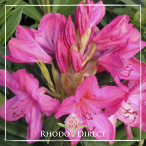 Products: Rhododendron King's Cerise - RhodoDirect: Rhododendrons Online