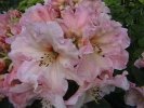 Products: Rhododendron Kiwi Flash - RhodoDirect: Rhododendrons Online