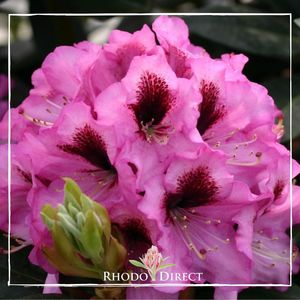 Products: Rhododendron Kokardia - RhodoDirect: Rhododendrons Online