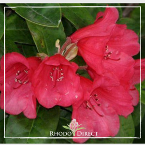 Products: Rhododendron Molly Ann - RhodoDirect: Rhododendrons Online