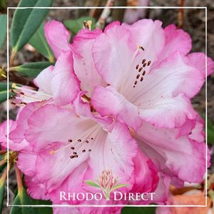 Products: Rhododendron Pink Delight - RhodoDirect: Rhododendrons Online